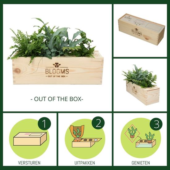 BLOOMSBOX LARGE MIT LUFTREINIGENDE PFLANZEN