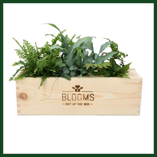 BLOOMSBOX LARGE MIT LUFTREINIGENDE PFLANZEN